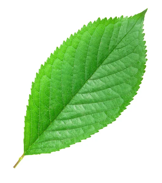 Hoja verde aislada — Foto de Stock