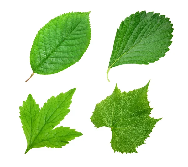 Green leaf isolated — Stock Photo, Image