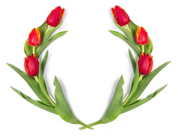 Tulipanes rojos sobre fondo blanco — Foto de Stock