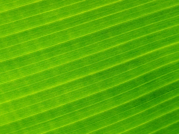 Textura hojas de palma — Foto de Stock