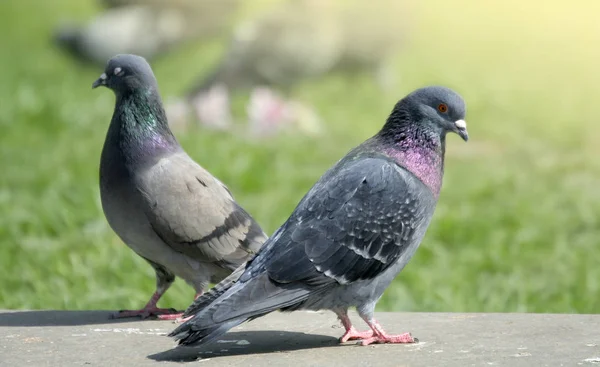 Ville pigeons fermer — Photo