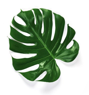 Tropical jungle Monstera leaves
