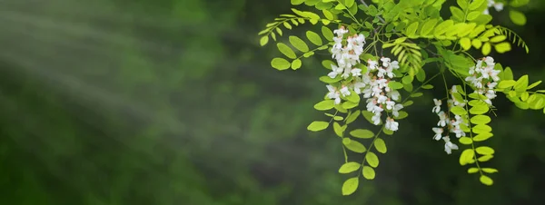 Kwitnące drzewa akacjowe — Zdjęcie stockowe