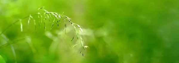 Fundo de primavera verde — Fotografia de Stock