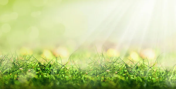 Kunst Abstrakten Frühling Hintergrund Oder Sommer Hintergrund Mit Frischem Gras — Stockfoto