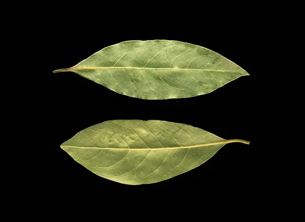 Hojas Laurel Secas Aisladas Sobre Fondo Negro — Foto de Stock