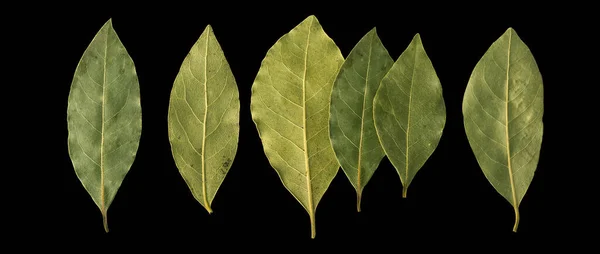 Dried Bay Leaves Isolated Black Background — Stock Photo, Image