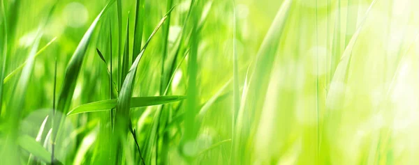 Fresh green grass  background with copy space (shallow DoF)