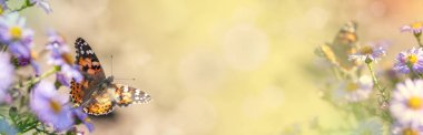 Çiçek ve kelebekli hafif panoramik bahar arkaplanı