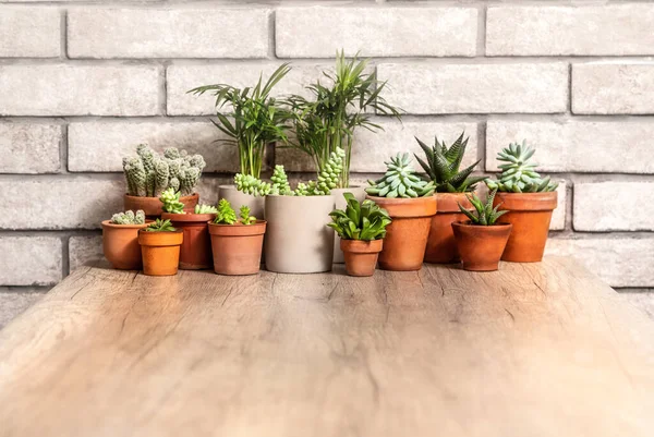 potted indoor flowers on the table with copy space