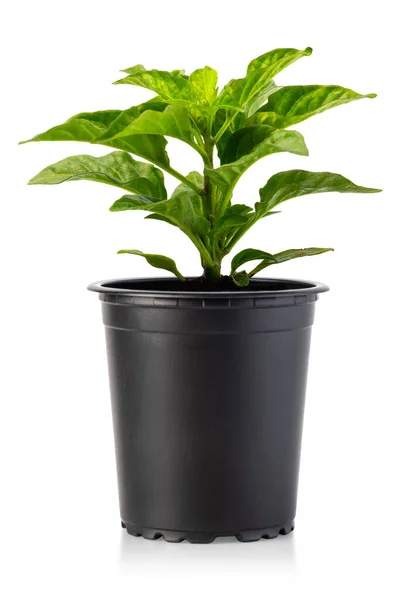 Вид Спереди Небольшого Растения Горшке Изолированного Белом Фоне — стоковое фото