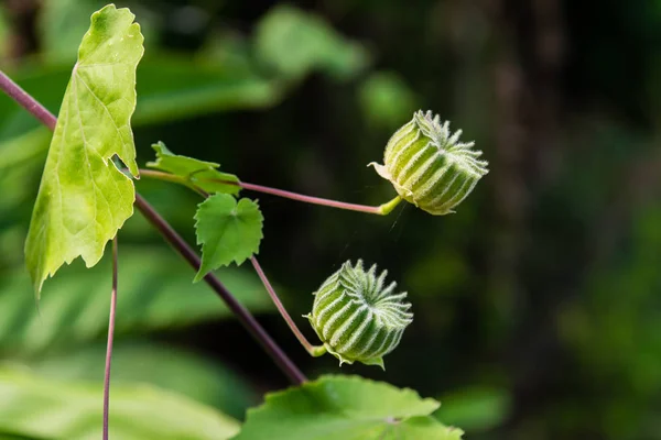 Abutilon indicum v Thajsku — Stock fotografie