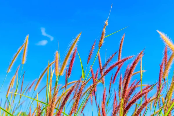 Fiori di erba selvatica nel cielo blu — Foto Stock