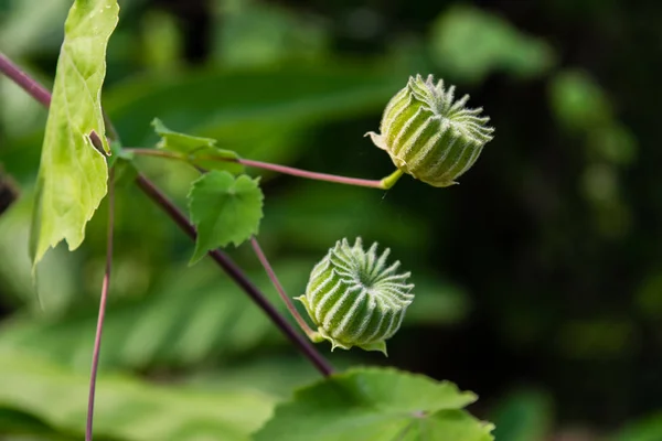 Bola de hilo de punto — Foto de Stock