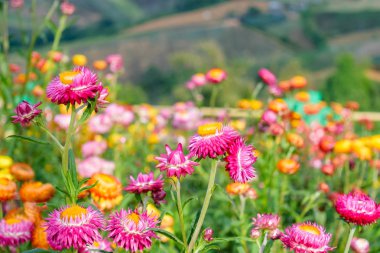 bahçede büyüyen strawflowers,