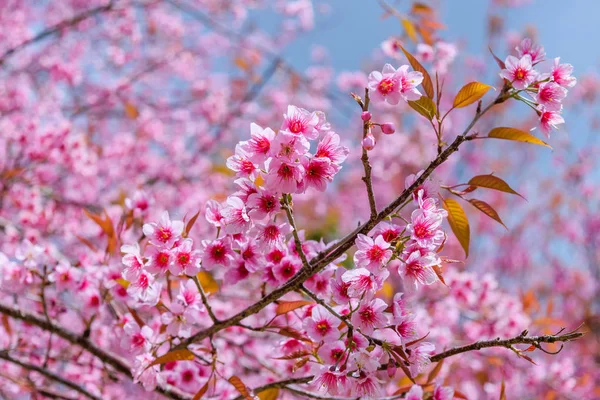 Sakura w Tajlandii — Zdjęcie stockowe