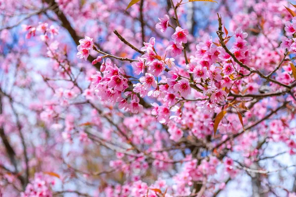 Sakura i thailand — Stockfoto