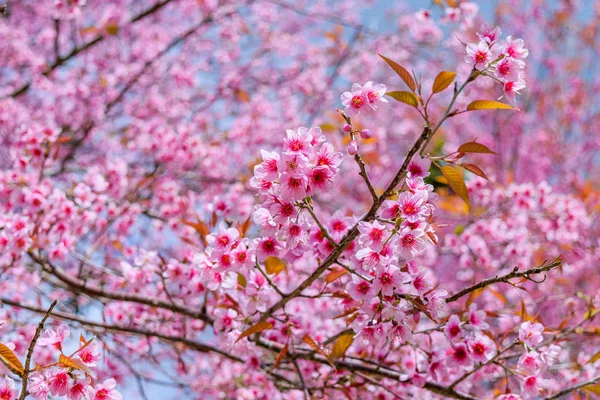 Sakura v Thajsku — Stock fotografie