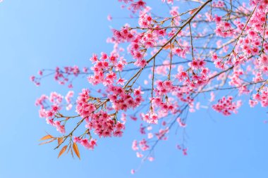 Sakura Tayland