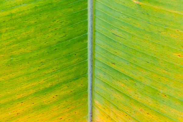 Ein Bananenblatt — Stockfoto