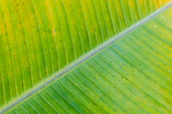 Ein Bananenblatt — Stockfoto