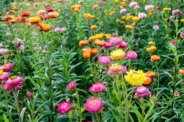 bahçede büyüyen strawflowers