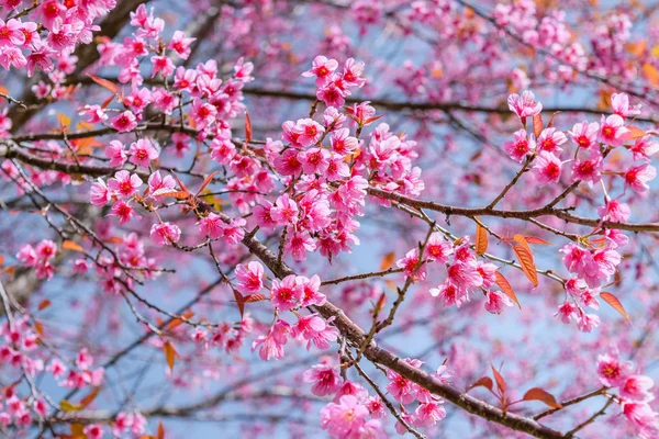 Sakura i thailand — Stockfoto