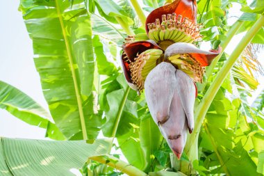 Ağaç üzerinde muz çiçeği