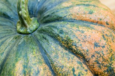 Taze kabak büyük boy