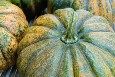 Taze kabak büyük boy