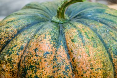 Taze kabak büyük boy