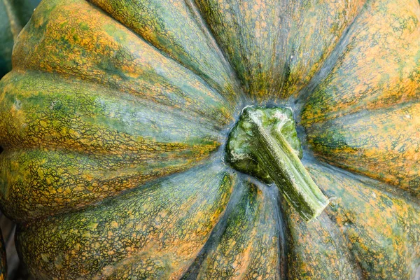 Fresh pumpkin big size — Stock Photo, Image