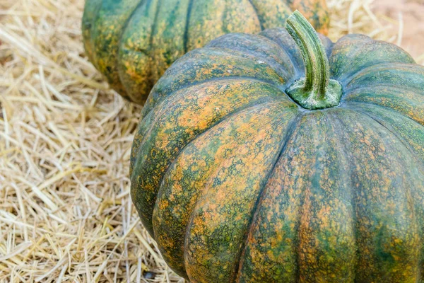 Fresh pumpkin big size — Stock Photo, Image