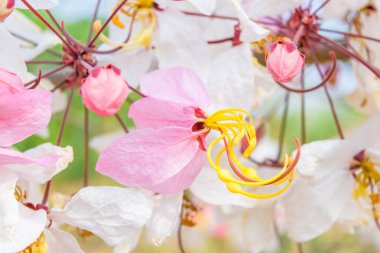 Cassia bakeriana craib,