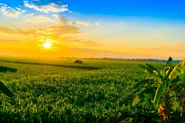 Amanecer sobre el campo de maíz — Foto de Stock