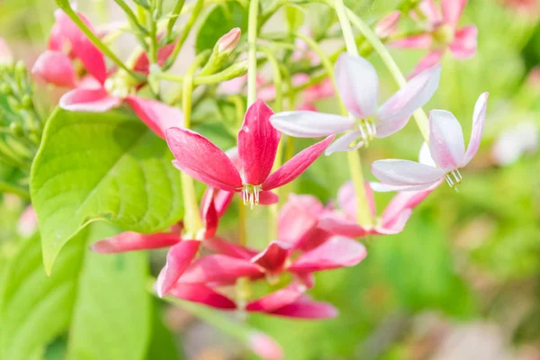 Ramo Rosa de Quisqualis Indica — Foto de Stock