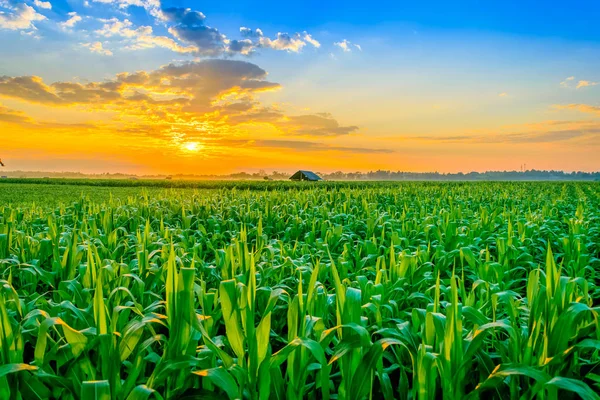 Amanecer sobre el campo de maíz —  Fotos de Stock