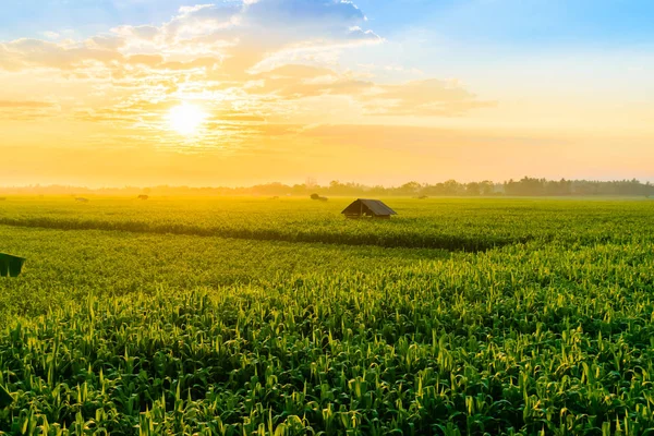 Amanecer sobre el campo de maíz — Foto de Stock