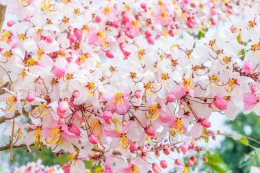 Cassia bakeriana craib,
