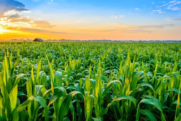 Amanecer sobre el campo de maíz — Foto de Stock
