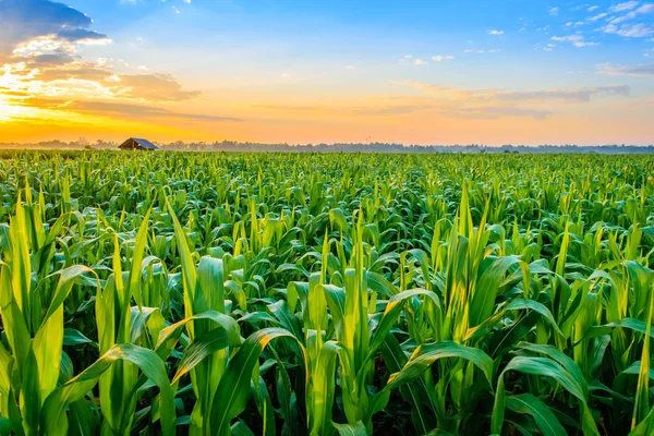 Sonnenaufgang über dem Maisfeld — Stockfoto