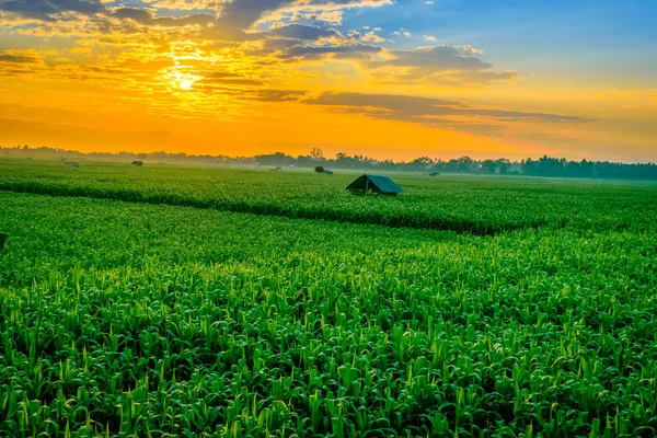 Amanecer sobre el campo de maíz — Foto de Stock