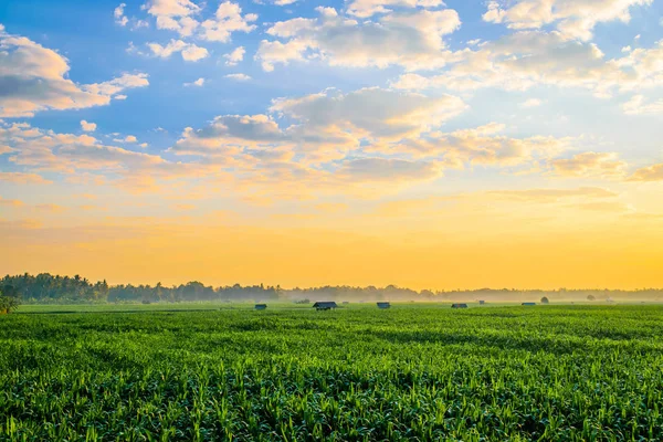 Amanecer sobre el campo de maíz —  Fotos de Stock