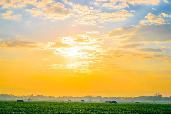 Sonnenaufgang über dem Maisfeld — Stockfoto