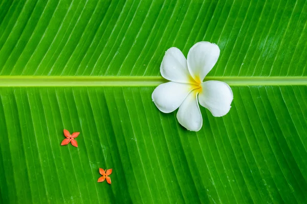 Muz Yaprak üzerinde beyaz plumeria — Stok fotoğraf