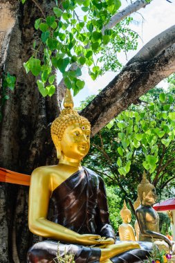 Buda bodhi ağacının altında