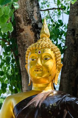 Buda bodhi ağacının altında