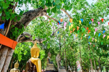 Buda bodhi ağacının altında