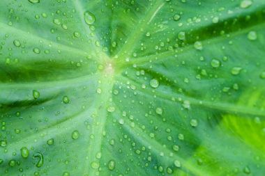 Yeşil colocasia esculenta yaprak