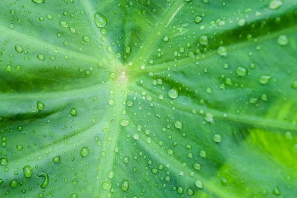 Yeşil colocasia esculenta yaprak